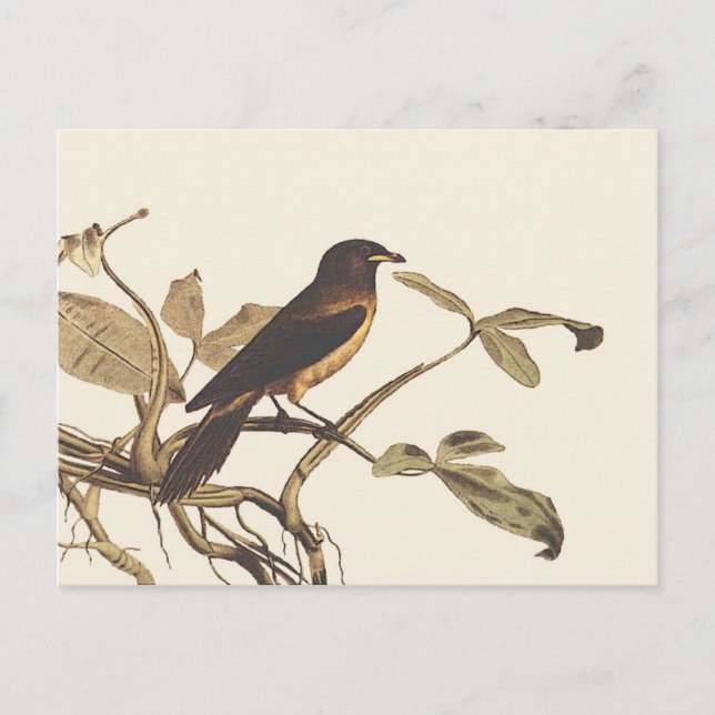 Birdybird Postcard (Front)