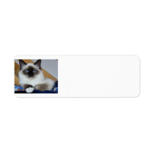 birman 2.png