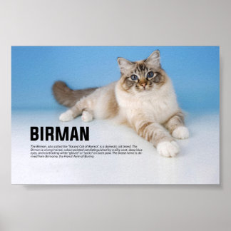 Birman Cat Breed - Sacred Cat of Burma Poster
