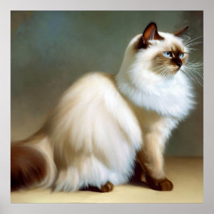 Birman Cat  Poster