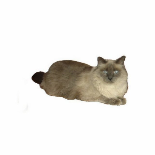 Birman Cat Standing Photo Sculpture (Front)