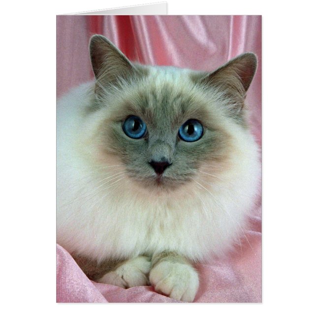 Birman, lilac point (Front)
