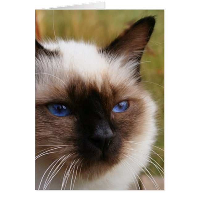 birman.png (Front)