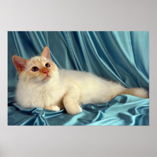 Birman, red point poster