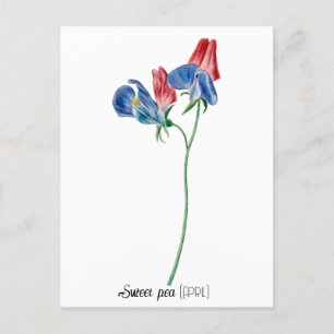 Birth Date Flower Sweet pea (April) Postcard