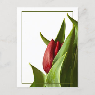 Birth of a Spring Red Tulip Postcard