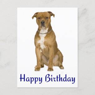Birthday American Staffordshire Terrier Post Card