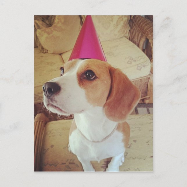 Birthday Beagle postcard (Front)