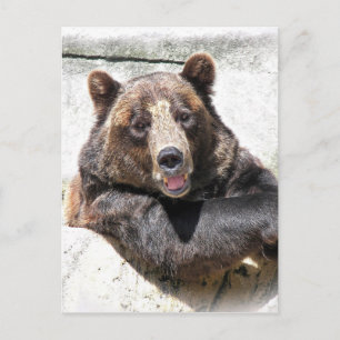 Birthday Bear Party invite Postcard