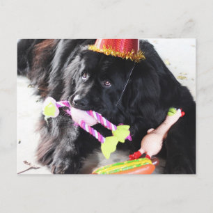 Birthday Bear Postcard