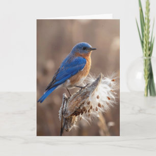 Birthday Bluebird on a Milkweed Pod Card
