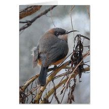 Birthday Card Australian Birds Eastern Spinebill