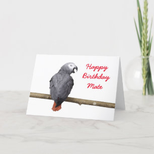 Birthday card Congo African Grey Grey parrot