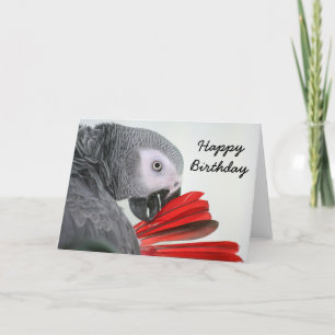 Birthday card  Congo African Grey Grey Parrot