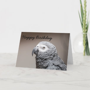 Birthday card  Congo African Grey Grey Parrot