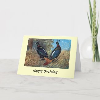 Birthday Card - Crested Peacock Pheasant