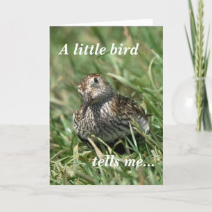 Birthday Card: Dunlin Card