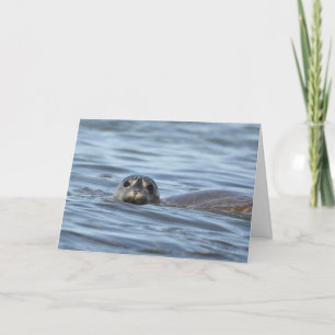 Birthday card featuring seal pup