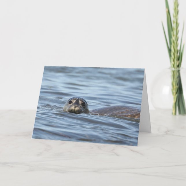 Birthday card featuring seal pup (Front)