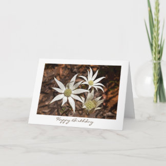 Birthday Card - Flannel Flowers