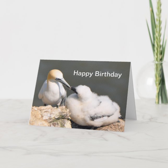 Birthday Card: Gannet and Chick Card (Front)
