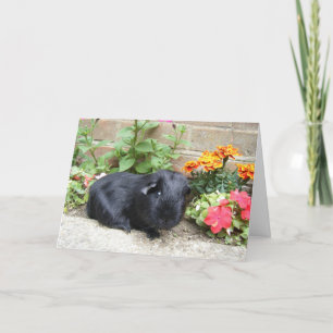 Birthday Card - Guinea Pig