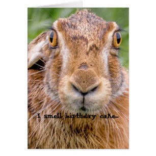 birthday card humour bunny rabbit nose