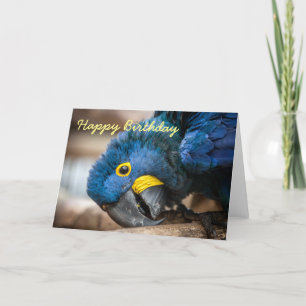 Birthday card Hyacinth Macaw parrots