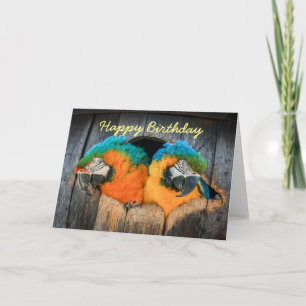 Birthday card Macaw parrots in barrel