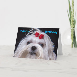 Birthday Card Maltese white toy Dog
