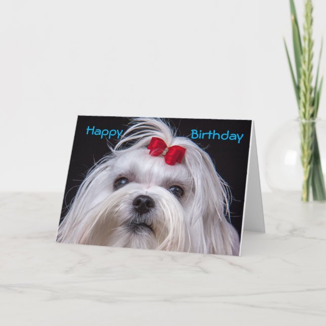 Birthday Card Maltese white toy Dog (Front)