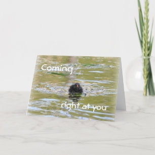 Birthday Card: Moorhen Chick Card