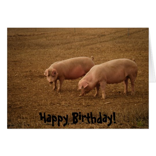 Birthday Card - Pigs