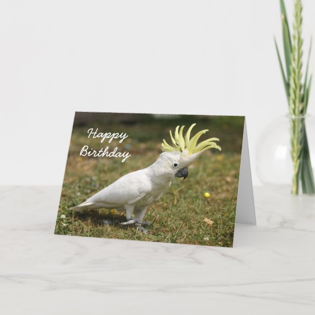 Birthday card Sulphur Crested cockatoo parrot (Front)