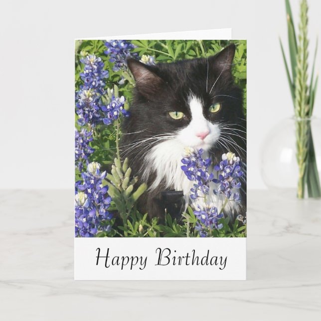 Birthday Card Tuxedo Cat in Texas Bluebonnets (Front)