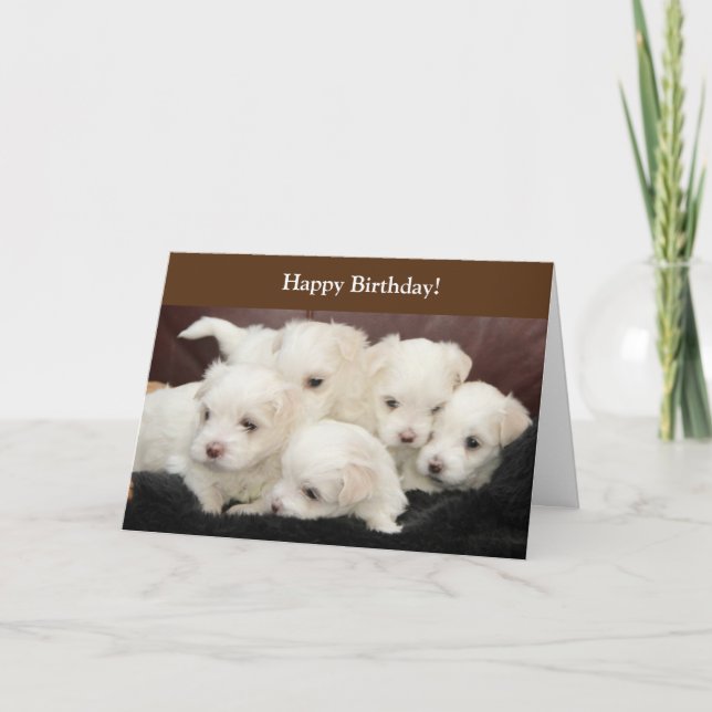 Birthday card with photography of Maltese Puppies (Front)