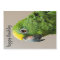 Birthday card Yellow Headed Amazon Parrot