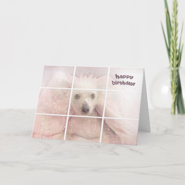 Birthday-Chinese Crested Hairless Dog Card (Front)