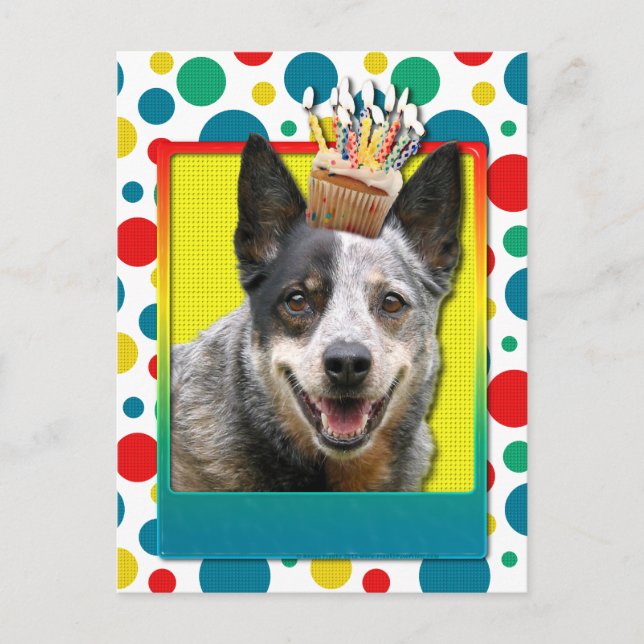Birthday Cupcake - Australian Cattle Dog Postcard (Front)
