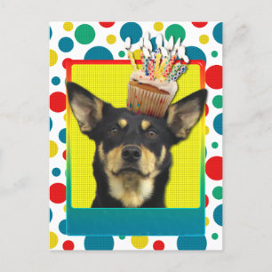Birthday Cupcake - Australian Kelpie - Jude Postcard
