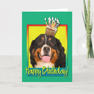 Birthday Cupcake - Bernese Mountain Dog Card