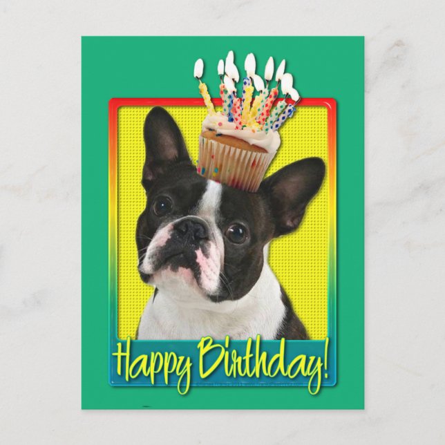 Birthday Cupcake - Boston Terrier Postcard (Front)