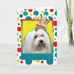 Birthday Cupcake - Coton de Tulear Card