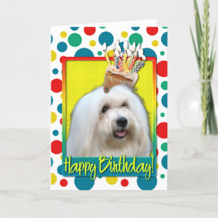 Birthday Cupcake - Coton de Tulear Card