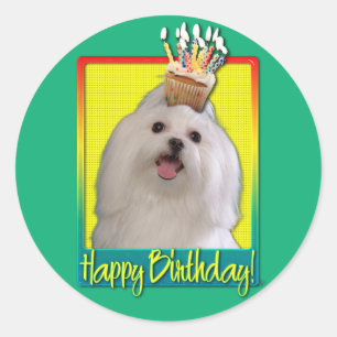 Birthday Cupcake - Maltese Classic Round Sticker