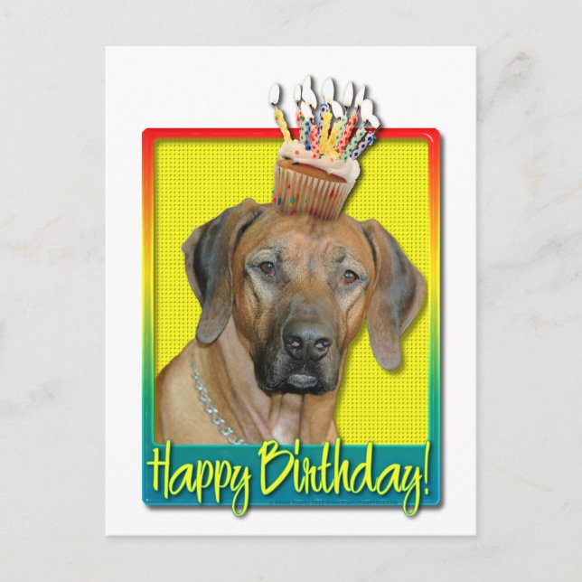 Birthday Cupcake - Rhodesian Ridgeback Postcard (Front)