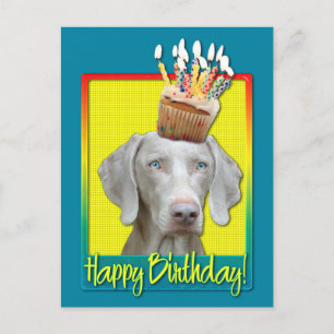 Birthday Cupcake - Weimeraner Postcard