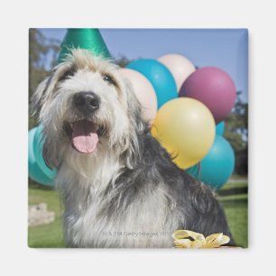 Birthday dog magnet
