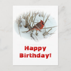 Birthday Eastern Cardinal Songbird Postcard
