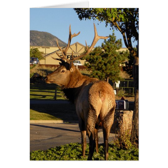Birthday elk takes a moment card